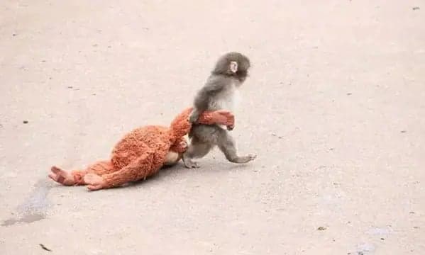 Abandoned baby monkey finds comfort in toy