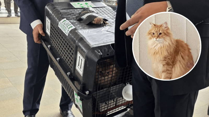 Celebrity cat Zebu arrives in Dhaka