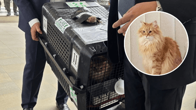 Celebrity cat Zebu arrives in Dhaka