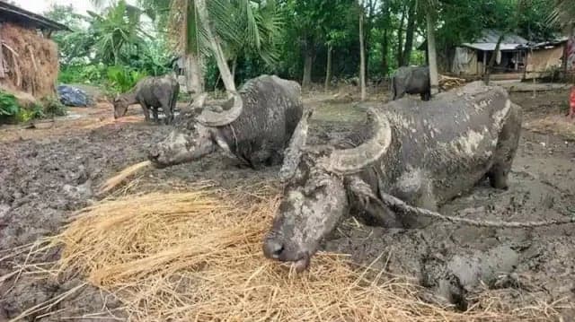 Buffaloes rescued after being tied in mud 24/7 for three months in Jhenaidah