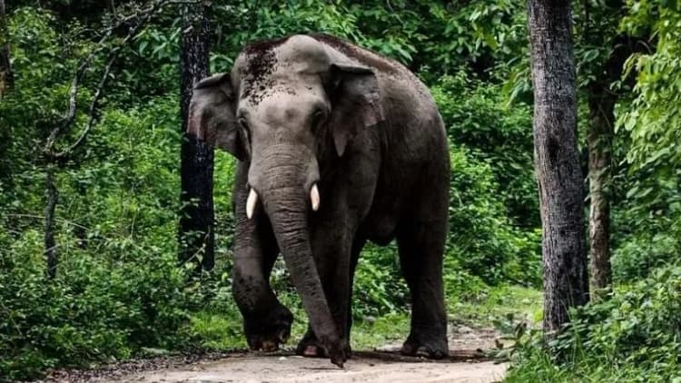Mother, daughter killed in elephant attack in Cox’s Bazar
