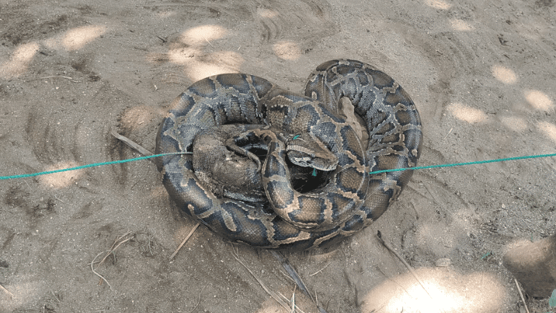 Huge python found trapped in net at Saint Martin's Island
