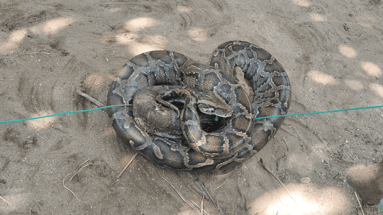 Huge python found trapped in net at Saint Martin's Island