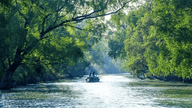 Sundarbans to reopen on September 1 after 3-month ban