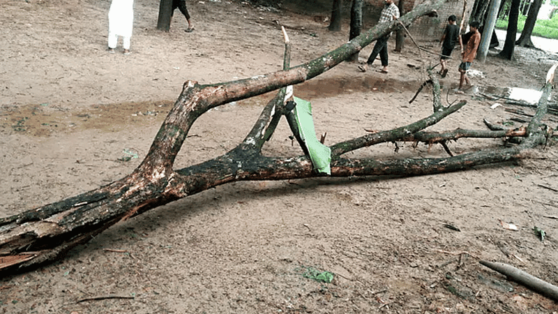 Fourth-grade student killed after tree branch falls on him