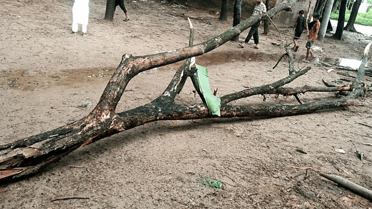 Fourth-grade student killed after tree branch falls on him