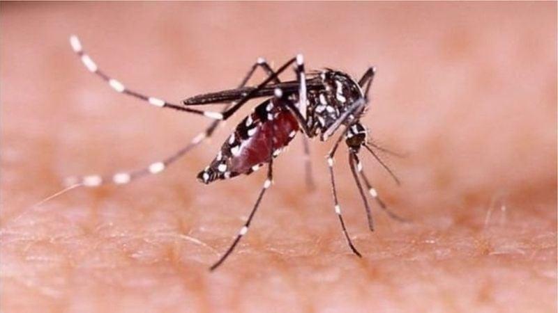 Young people are most vulnerable to dengue infection: DGHS