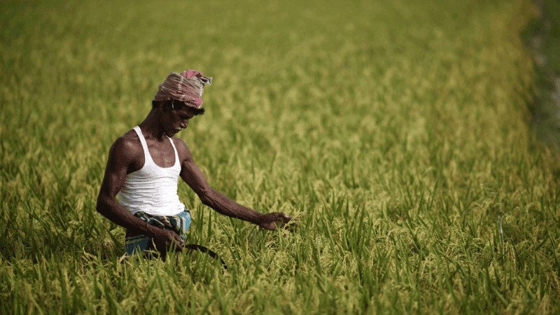 Small farmers play biggest role in food production but earn the least: Survey