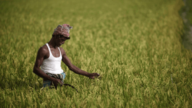 Small farmers play biggest role in food production but earn the least: Survey
