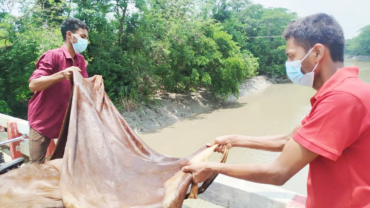 Hundreds of skins thrown into river after failing to sell in Feni