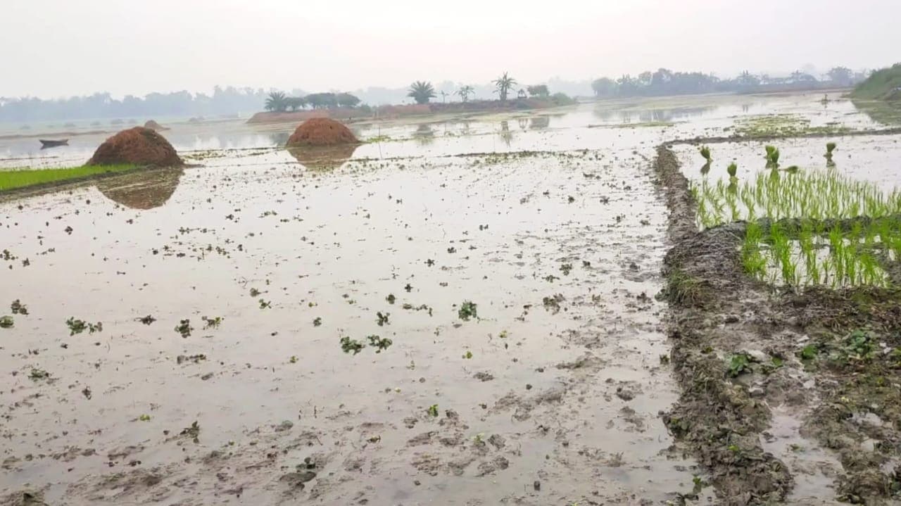 25,000 bighas of land restored from waterlogging