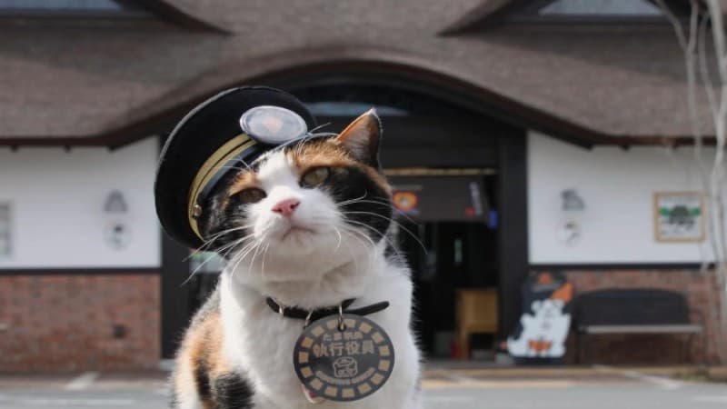Cat Yontama takes charge of Kishi station