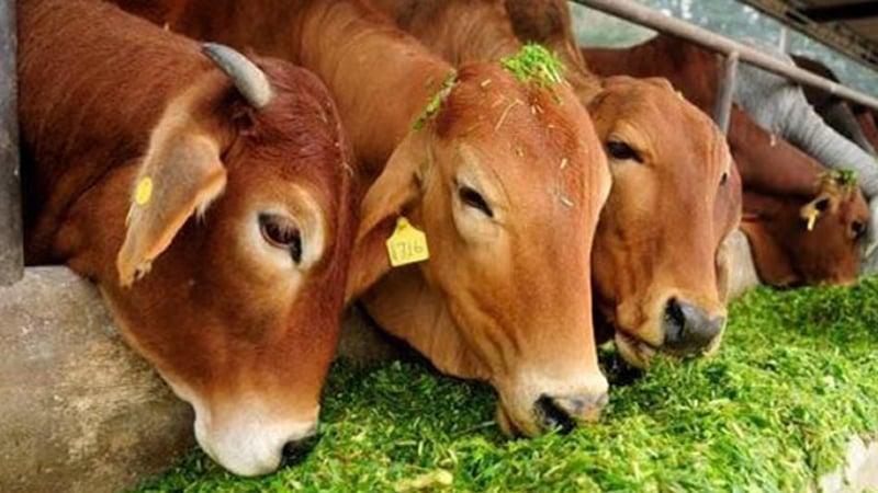 Assam bans eating beef in public