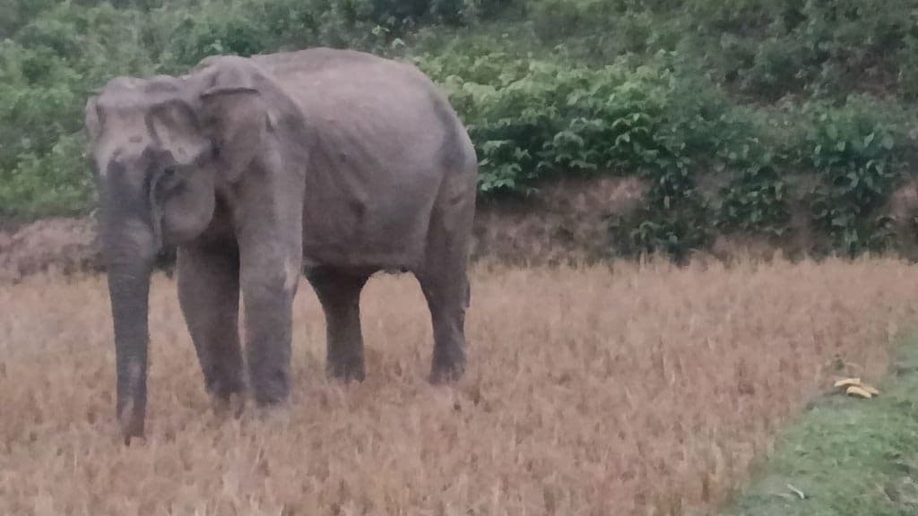 Sick wild elephant dies in Chakaria