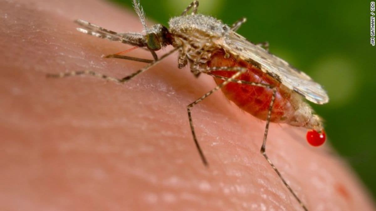 Dengue becomes more lethal with changing behavioral features of Aedes