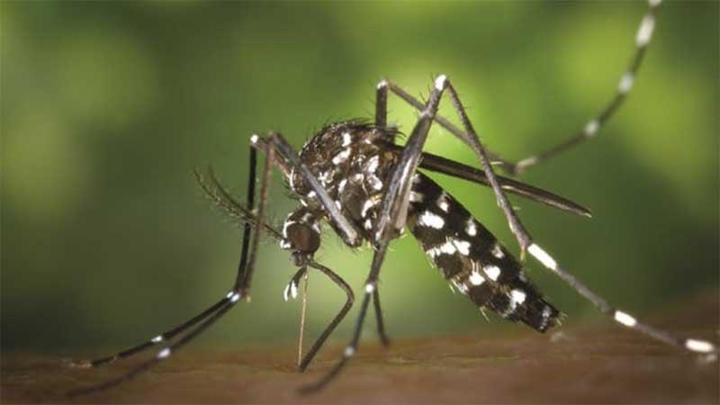 Dengue: 8 die, 1,017 hospitalised in 24hrs