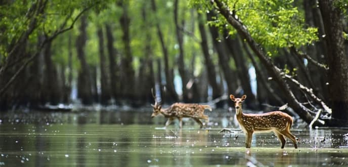Sustainable development plan for Sundarbans needs more research: UNESCO
