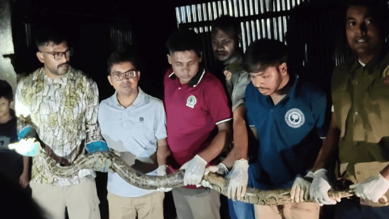 10-foot Burmese python rescued from house in Cox's Bazar's Ukhiya