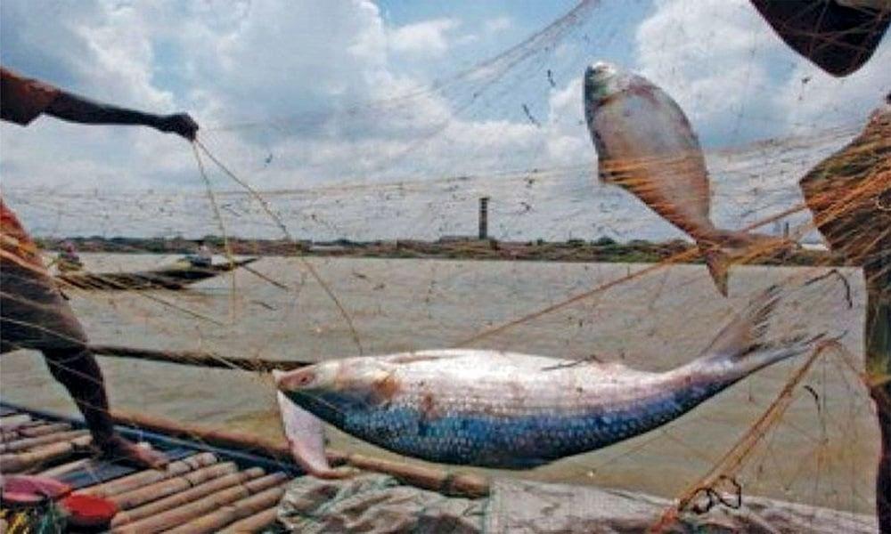 Hilsa fishing prohibited for 22 days from Saturday midnight