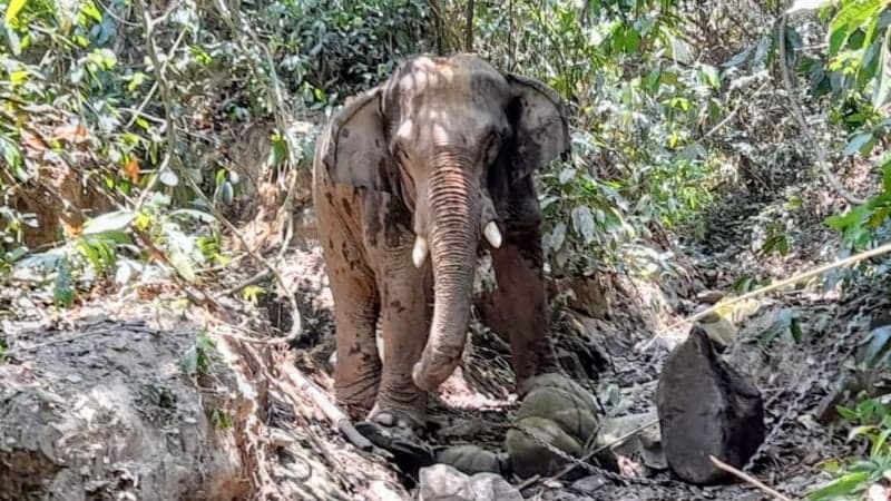 Worker killed in wild elephant attack in Bandarban