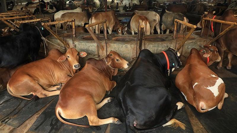 1.29 crore sacrificial animals ready in country