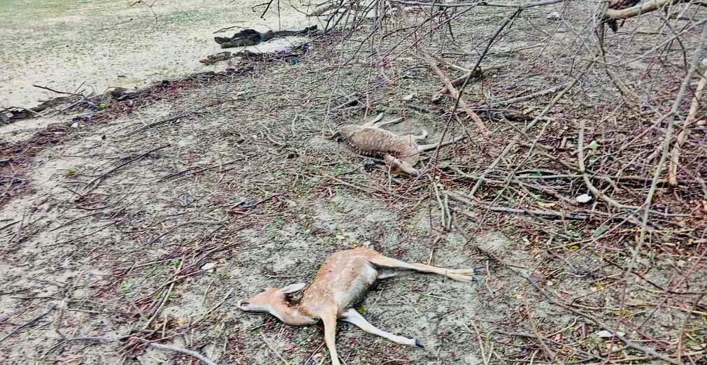 সুন্দরবনে ৬ কোটিরও বেশি টাকার ক্ষতি, ৪০ বন্যপ্রাণীর মরদেহ উদ্ধার