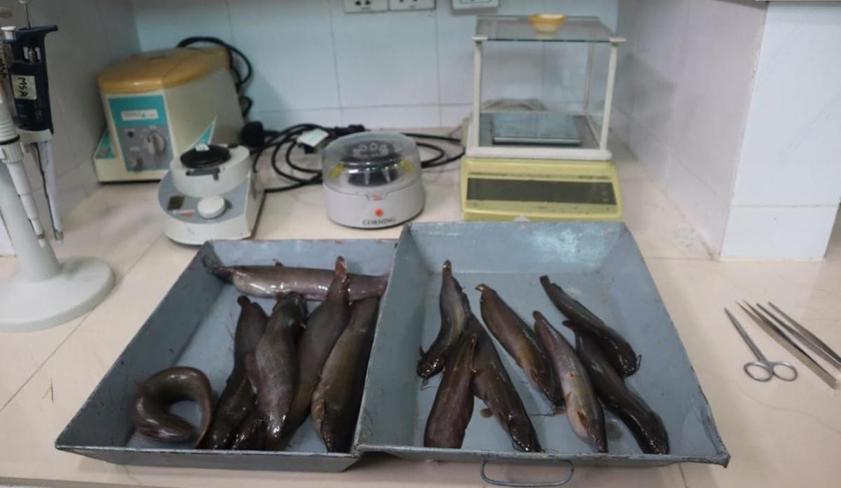 Shing fish's life secret revealed for the first time in Bangladesh