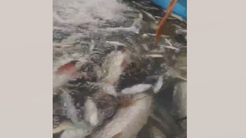 Fish poisoned in Naogaon pond
