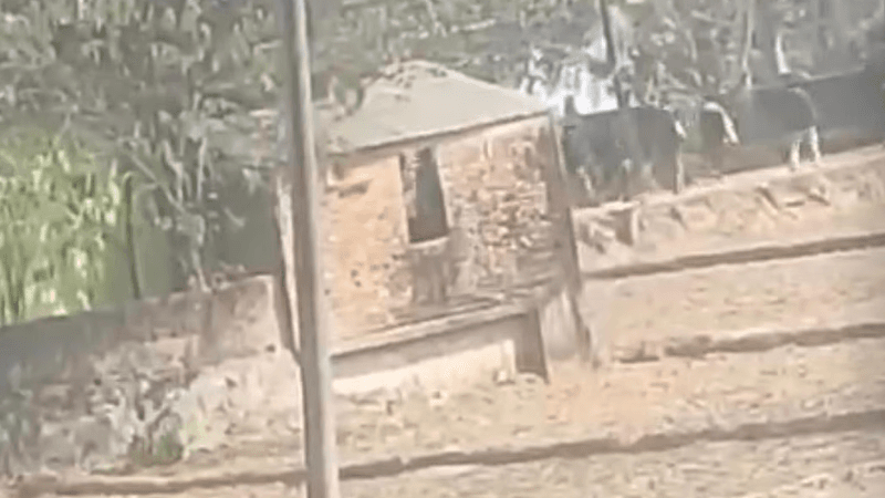 Expat BNP activist's house targeted in gun attack in Raozan