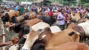 Cattle markets abuzz in Dhaka ahead of Eid, prices remain affordable