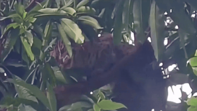 Leopard cat beaten to death in Sunamganj in front of forest official