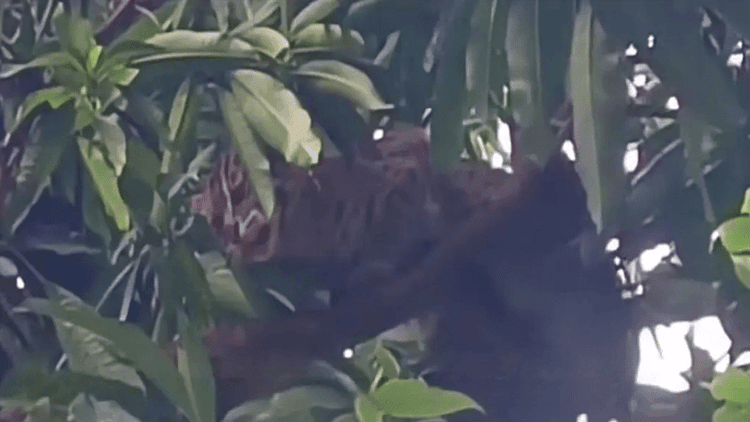 Leopard cat beaten to death in Sunamganj in front of forest official