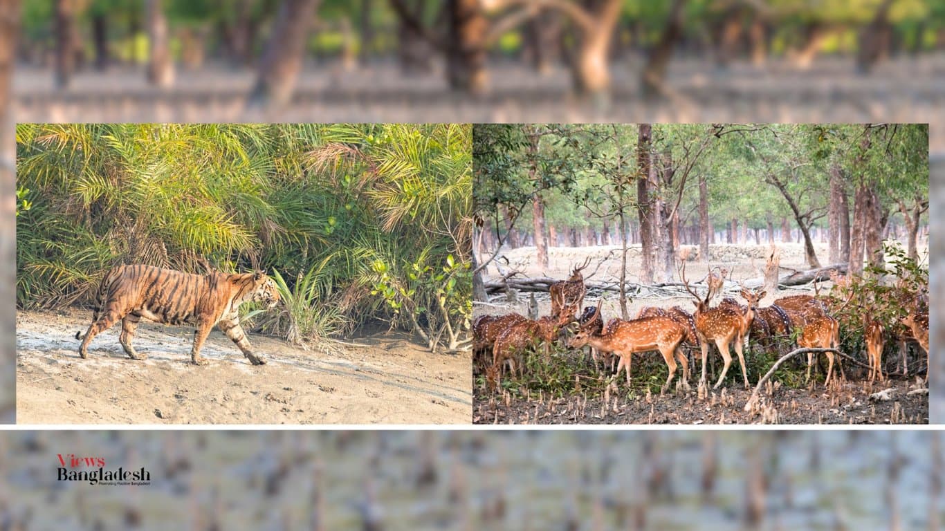 Are we able to conserve the Sundarbans?