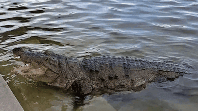 Khan Jahan Ali shrine pond crocodile being shifted to Sundarbans