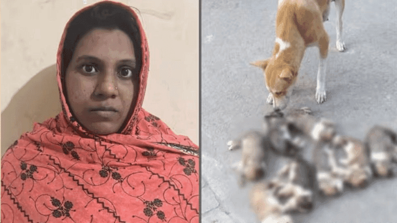 Woman arrested over drowning of 8 puppies