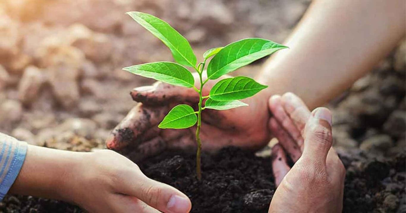 Tree plantation campaign is a must to save Dhaka