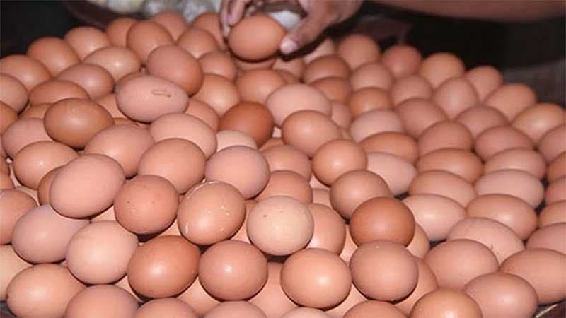 DNCRP fixes new egg price