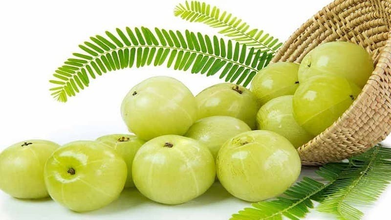 Benefits of eating Amla daily in Winter