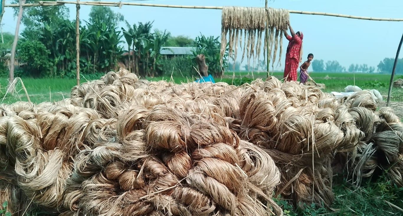 Tk 80 crore jute produced on Jamuna chars amid lack of supervision