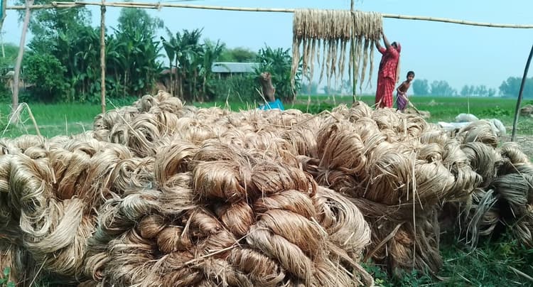 Tk 80 crore jute produced on Jamuna chars amid lack of supervision
