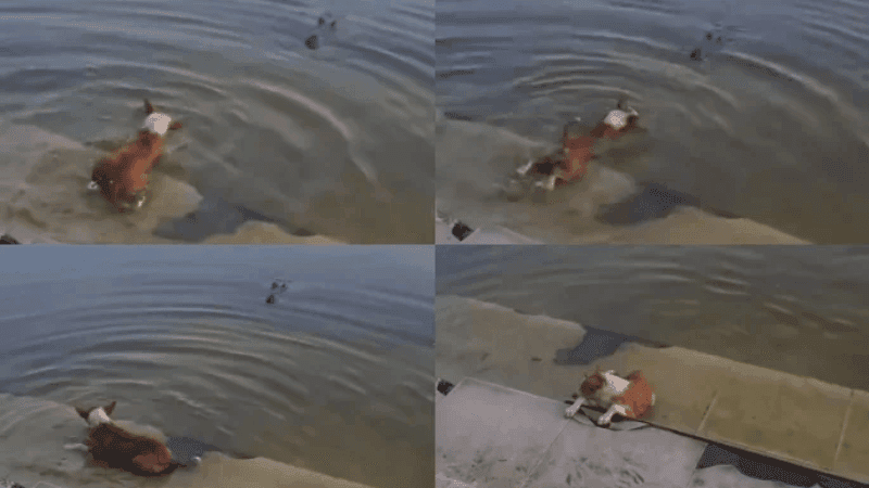 Dog killed by crocodile in Bagerhat was not thrown intentionally: Probe Report