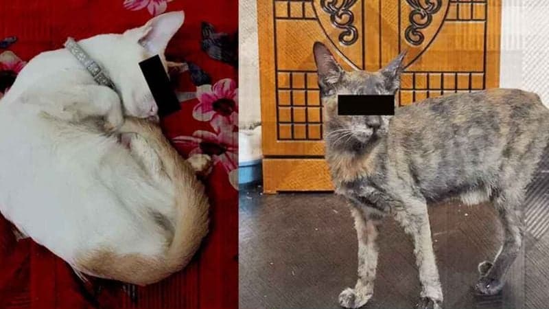 Brutal cat abuse in Dhanmondi under police investigation
