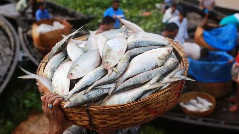 Govt to sell hilsa at 600 taka per kg from Sunday