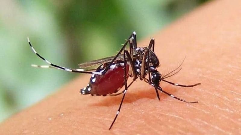 7 more die in Dengue, 1,211 hospitalized in 24hrs