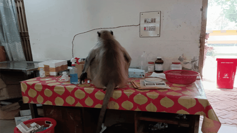 Injured monkey ‘seeks treatment’ at veterinary hospital in Jashore