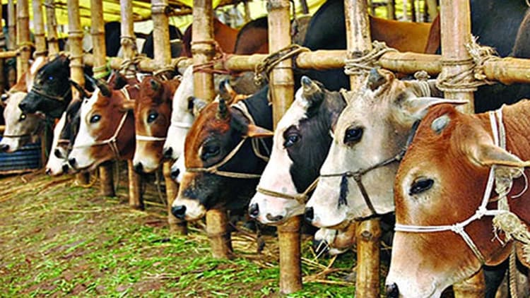 High prices due to low supply of sacrificial cattle, fewer buyers