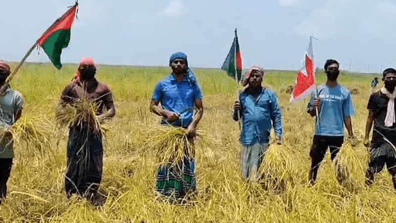 Farmers assisted in harvest by Chhatra League activists on Padma bank