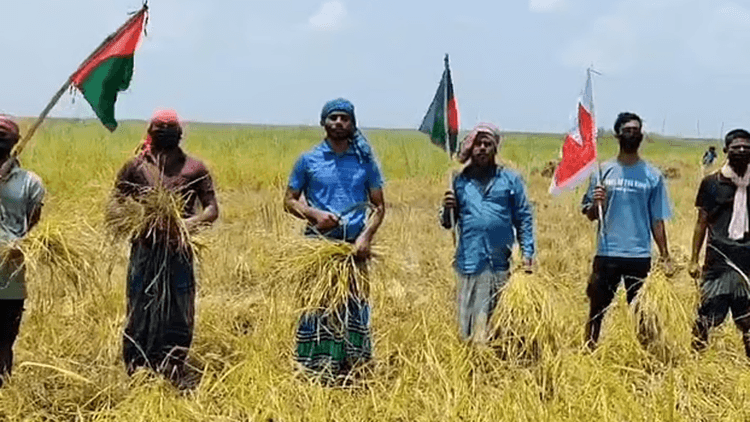 Farmers assisted in harvest by Chhatra League activists on Padma bank