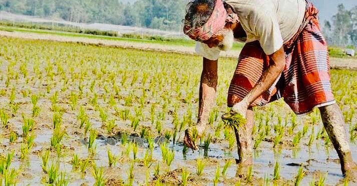 Farmer-rice-paddy