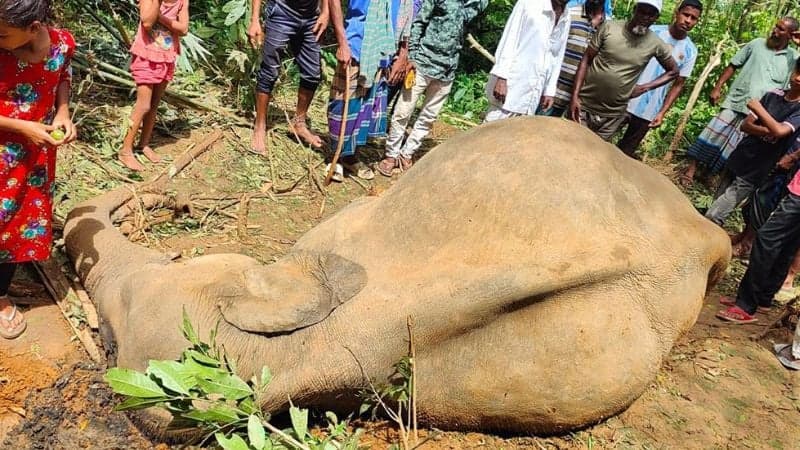 Body of wild elephant recovered in Sherpur